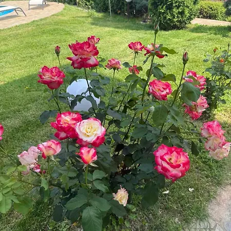 Сasa de vacaciones Gardenia